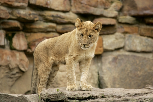 Lion Cub at Fort Worth Zoo