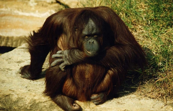 Orangutan at Kansas City Zoo 1995 (predigital)(Not for sale at this time)