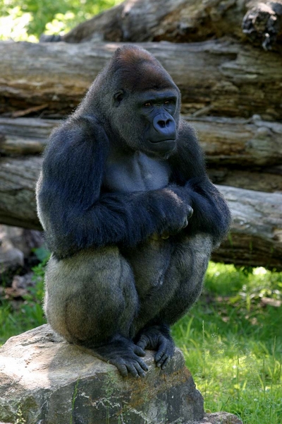 Silverback Gorilla at Kansas City Zoo