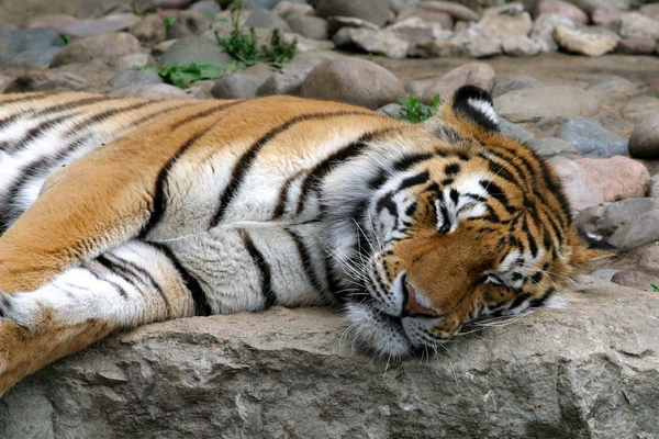 Tiger at Henry Doorly Zoo